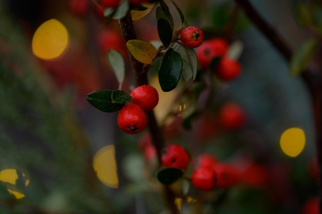 Gałąź z czerwonymi jagodami i zielonymi liśćmi