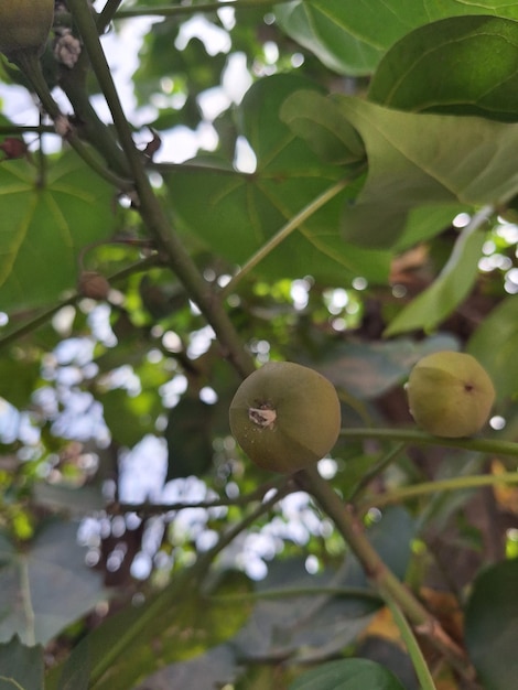 gałąź z pęczkiem fig