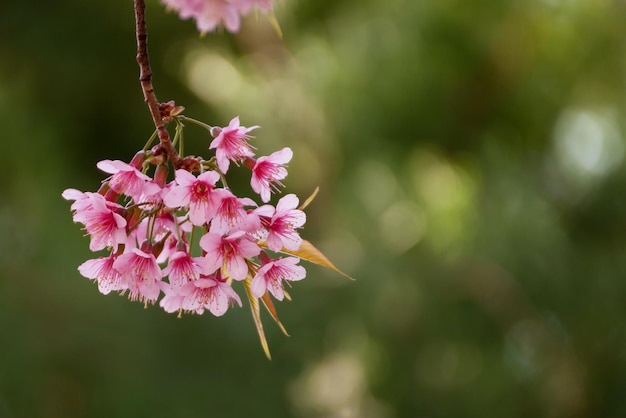 Gałąź z różowymi kwiatami sakura