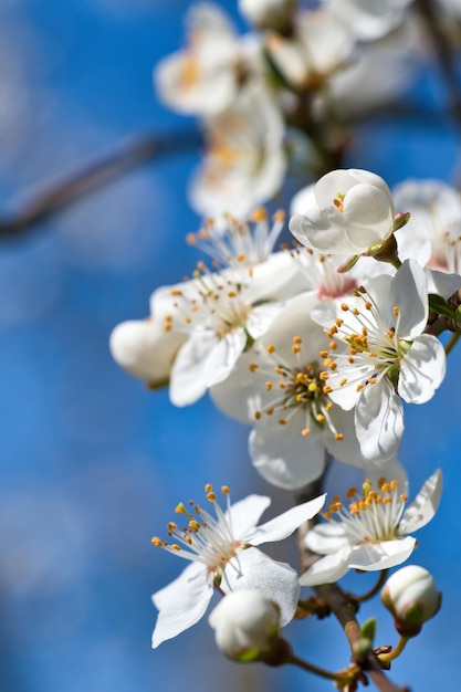 Gałąź z wiśniowym kwiatem na drzewie owocowym w ogródzie Okwitnięcie wiosną Z bokeh
