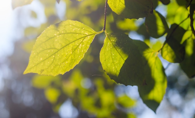 Gałąź z zielonym liściem Bush. Zielona roślina. Fotosynteza.