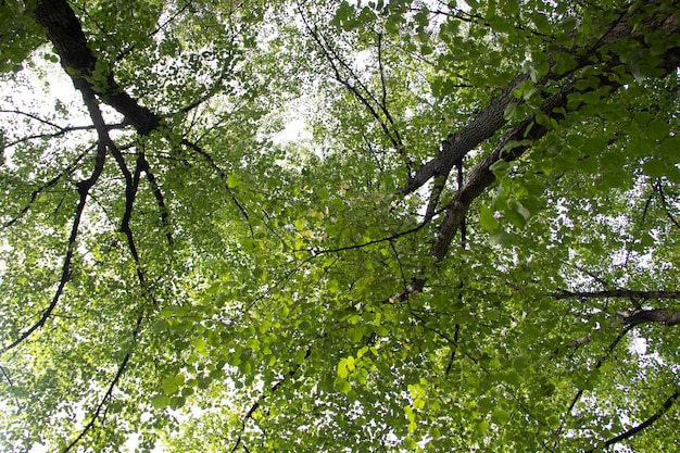 Gałąź z zielonym liściem Bush. Zielona roślina. Fotosynteza.