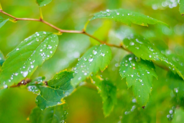 Gałąź z zielonym liściem Bush. Zielona roślina. Fotosynteza.