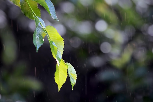 Gałąź z zielonymi liśćmi w deszczu