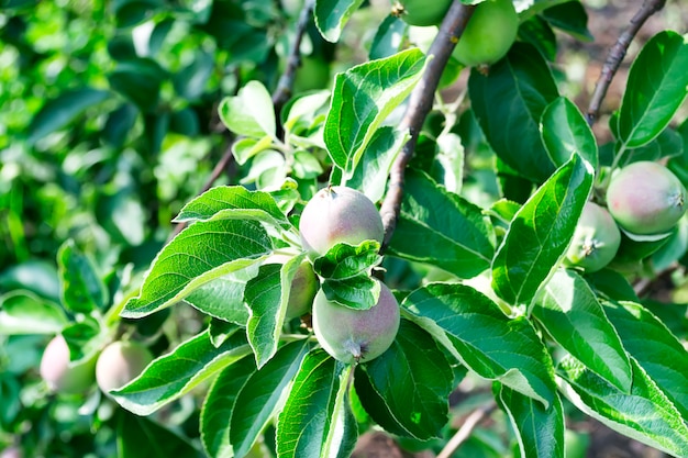 Gałąź Z Zielonymi Niedojrzałymi Jabłkami W Wiosna Pogodnym Ogródzie