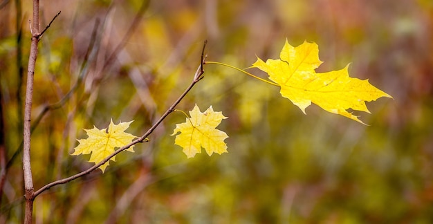 Gałąź z żółtymi liśćmi klonu w jesiennym lesie w przyjemnych ciepłych żółto-brązowych odcieniach