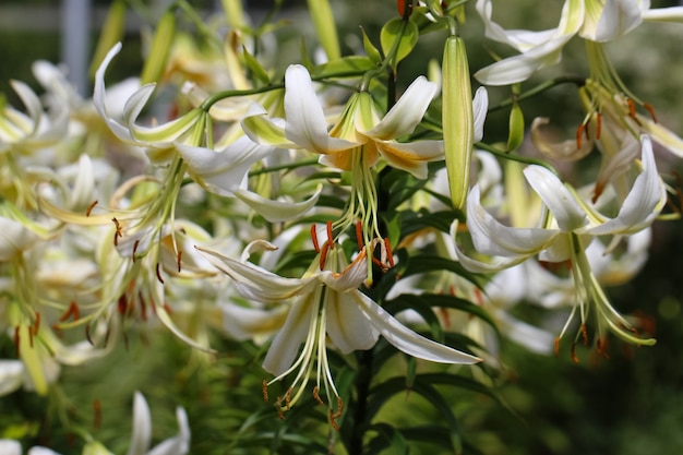 gałąź żółtych i białych lilii z pąkami z selektywnym skupieniem w ogrodzie botanicznym
