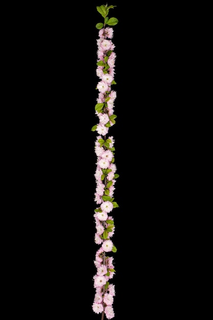 Gałązka kwitnącego migdałowego różowego kwiatu migdałowca odizolowanego na czarnym tle