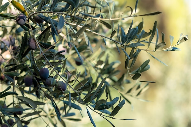 Gałązka oliwna z dojrzewającymi owocami z bliska
