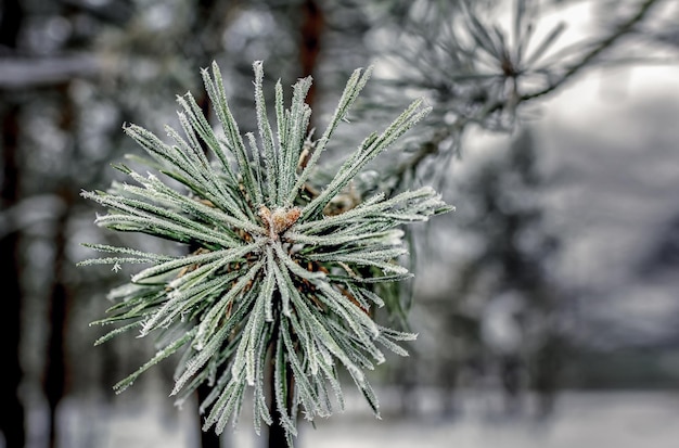 Gałązka sosny pokryta szronem na tle zaśnieżonego lasu.
