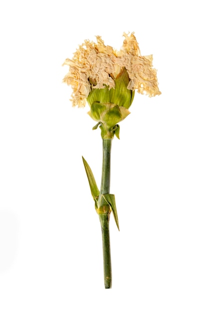 Gałązka suszonego kwiatu z zielnika na białym tle