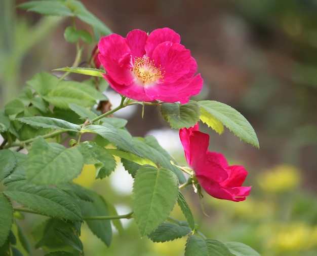 Gałązka z kwitnącymi różowymi dzikimi różami w letnim ogrodzie