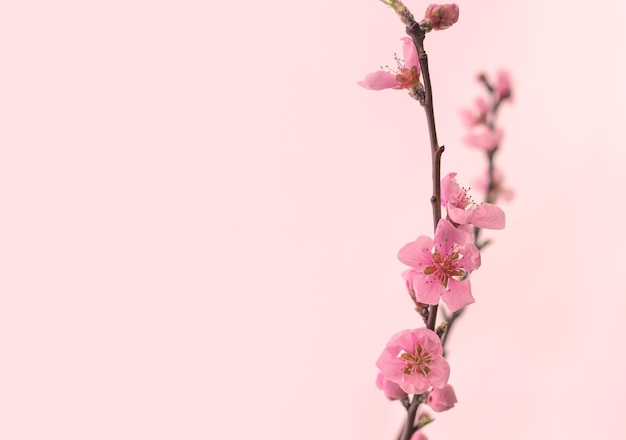 Gałązka z różowymi wiosennymi kwiatami sakura na różowym tle Zaproszenie na szablon kwiatowy tło z miejscem na kopię