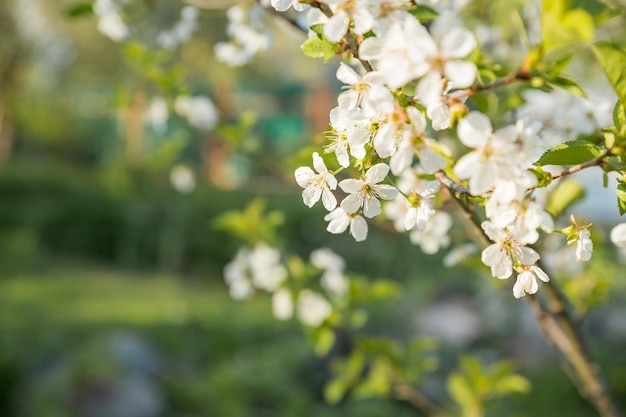 Gałązki drzew owocowych z kwitnącymi białymi i różowymi płatkami kwiatów w wiosennym ogrodzienaturalne tło summe