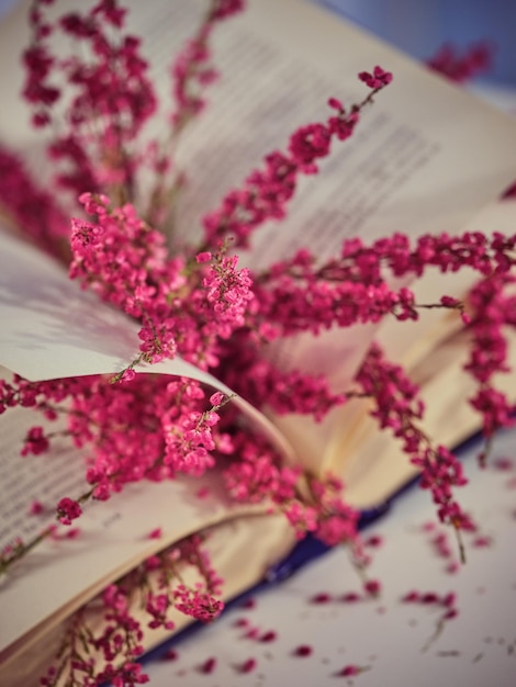 Zdjęcie gałązki kolorowych delikatnych kwiatów wrzosu na stronach otwartej książki umieszczonej na białym stole w jasnym pokoju w domu