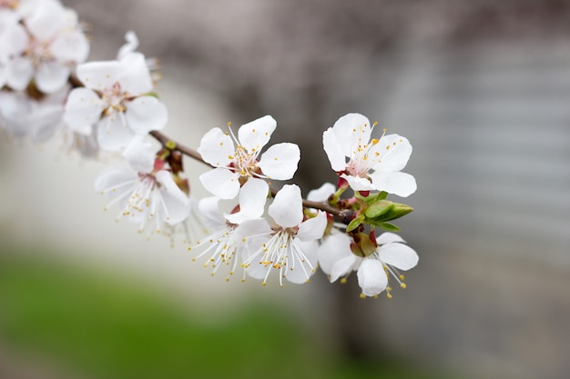 Gałązki kwitnącego drzewa wiosną. Morele kwitnące, Sakura.