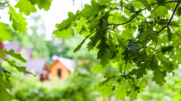 Gałązki zielonego dębu i zamazany widok wiejskiego domu