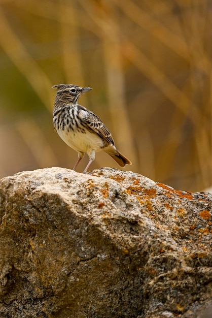 Galerida theklae lub skowronek górski to gatunek ptaka z rodziny alaudidae