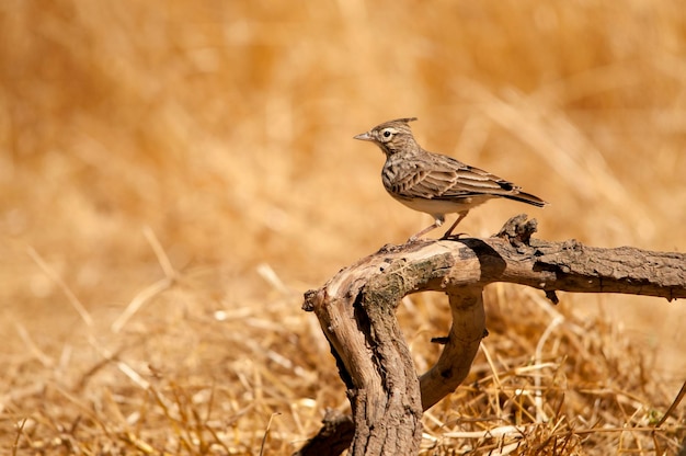 Galerida theklae - montesina cogujada to gatunek ptaka z rodziny Alaudidae