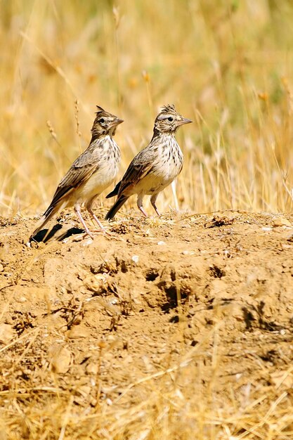 Galerida theklae - montesina cogujada to gatunek ptaka z rodziny Alaudidae