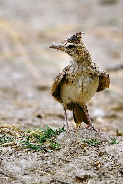 Galerida theklae - montesina cogujada to gatunek ptaka z rodziny Alaudidae