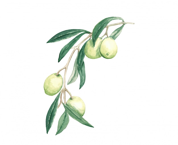 Gałęziaste dekoracyjne oliwki z owoc i liść akwareli ilustracją