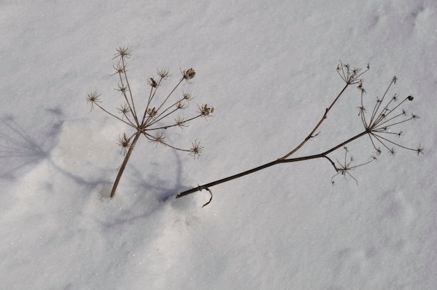 Gałęzie barszczu pokryte śniegiem