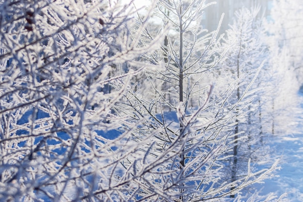 Gałęzie brzozy pokryte szronem w winter park.