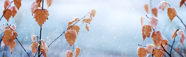 Gałęzie Brzozy Z Suchymi Liśćmi Podczas Opadów śniegu, Zimowe Tło, Panorama