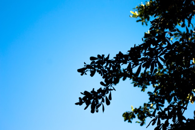 Gałęzie drzew na niebieskim niebie