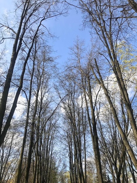 Gałęzie drzew na tle błękitnego nieba w parku zielonym rogu naturalne piękno rustykalne okno