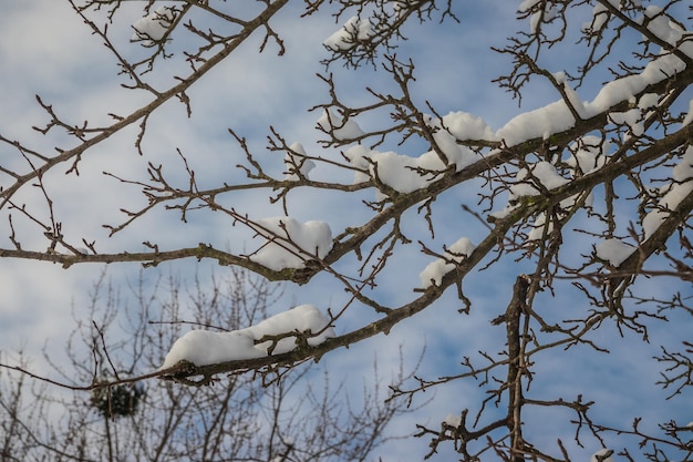 Gałęzie drzew pokryte białym śniegiem na słonecznym niebieskim niebie z chmurami cirrus