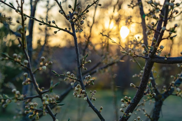 Gałęzie drzew w maju na zachodzie słońca Natura wiosna tło białe pąki kwiatowe