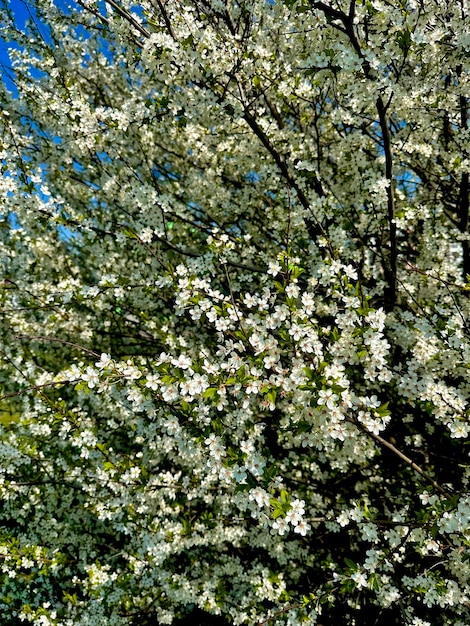 gałęzie drzew z białymi kwiatami