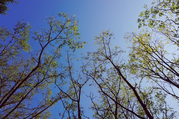 gałęzie drzew z zielonymi liśćmi i błękitne niebo w sezonie jesiennym