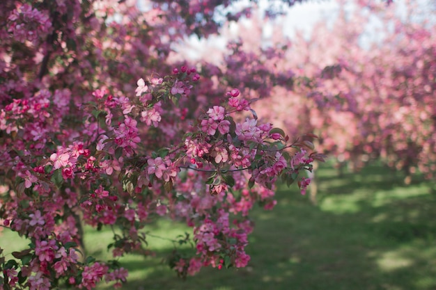 Gałęzie drzewa brzoskwiniowego w kwiecie z różowymi kwiatami
