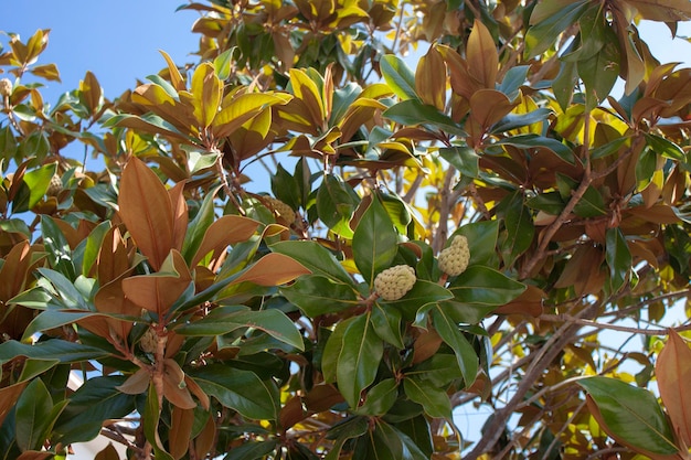 Gałęzie drzewa magnolia grandiflora z owocami na tle nieba