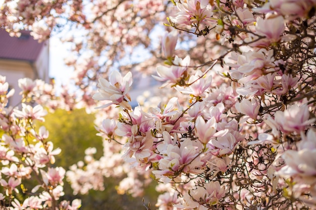 Gałęzie drzewa magnolii z płatkami kwiatów