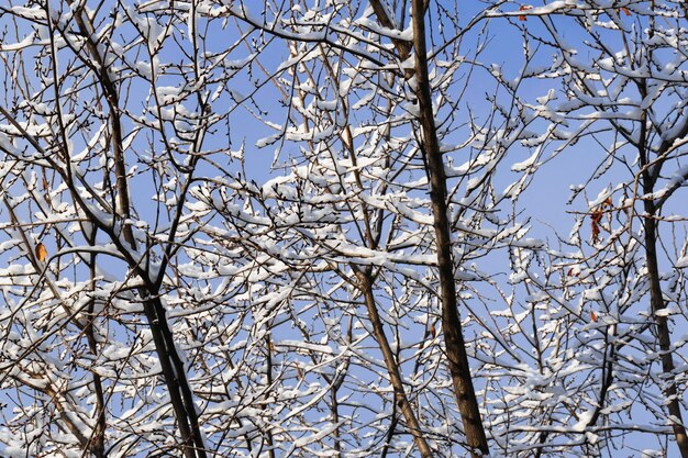 Gałęzie drzewa na śniegu w mieście pod oknami domów w śnieżną zimę w słoneczny dzień