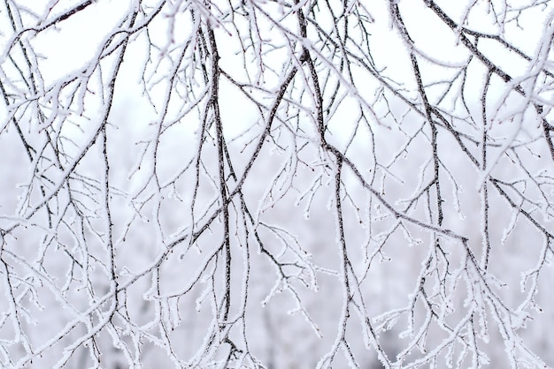 Gałęzie drzewa na śniegu w winter park, zbliżenie