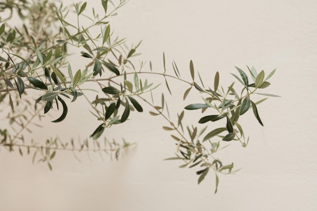 Gałęzie drzewa oliwnego na neutralnej pastelowej beżowej ścianie