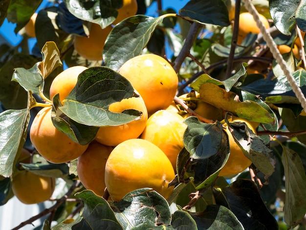 Gałęzie Drzewa Z Dojrzałymi Owocami Persimmon W Słoneczny Dzień