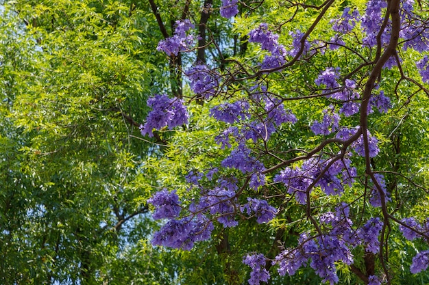 Gałęzie i kwiaty Jacarandas z błękitnym niebem w tle