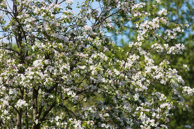 Gałęzie jabłoni z kwitnącymi kwiatami
