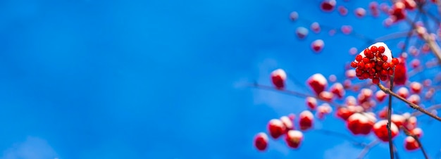 Gałęzie jarzębiny z czerwonymi jagodami w tle Błękitne niebo transparent Jesienne i naturalne tło Jesienny sztandar z jagodami jarzębiny i liśćmi Skopiuj miejsce