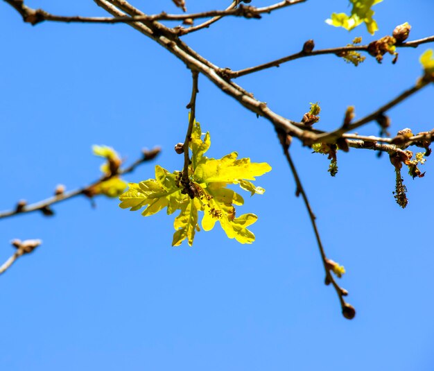 Gałęzie klonu amurskiego wiosną łacińska nazwa Acer tataricum