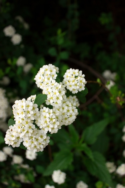 Gałęzie krzaków kwitnących białych spiraea w parku.