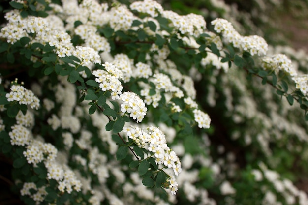 Gałęzie krzaków kwitnących białych spiraea w parku.