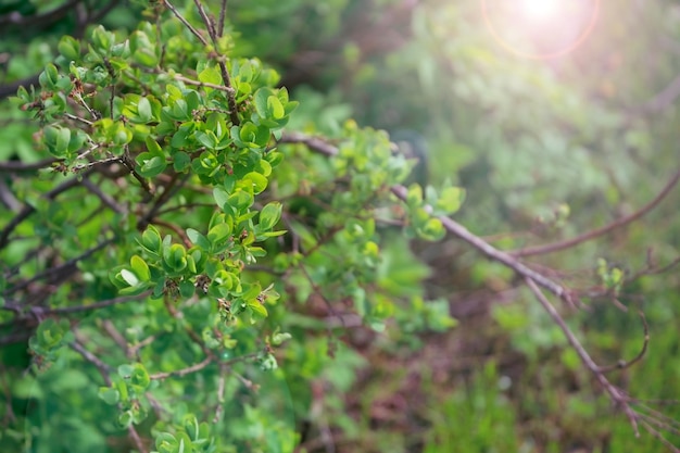 Gałęzie Krzewów Zielonych Jagód W Lesie Na Tle Zieleni I światła Słonecznego