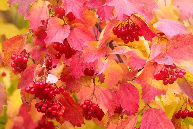 gałęzie krzewu kaliny z gronami czerwonych jagód z liśćmi, jesienny dzień